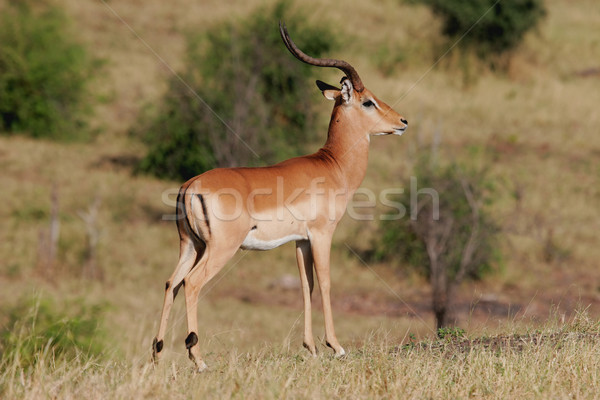 Impala antelope Stock photo © EcoPic
