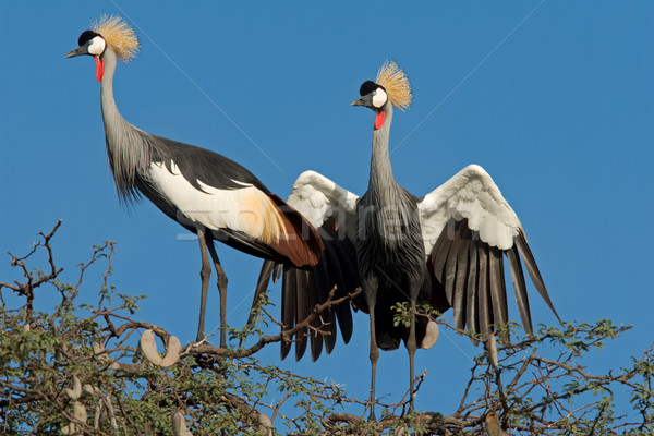 Crowned cranes Stock photo © EcoPic