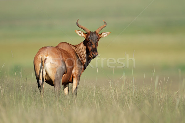 Tsessebe antelope Stock photo © EcoPic