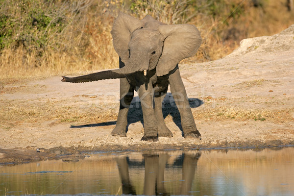Stock fotó: Afrikai · elefánt · fiatal · Dél-Afrika · víz · természet · Afrika
