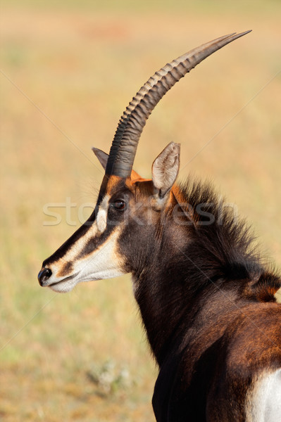 Ritratto rare Niger Sudafrica faccia natura Foto d'archivio © EcoPic