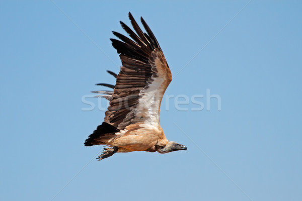 White-backed vulture in flight Stock photo © EcoPic