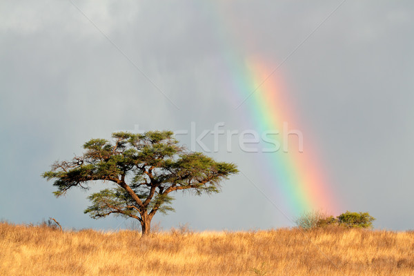 Rainbow landscape Stock photo © EcoPic
