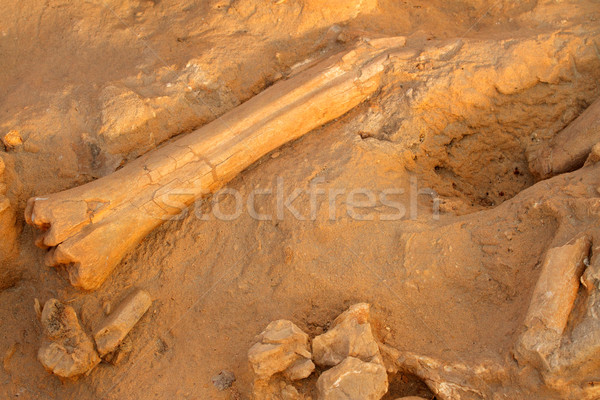 Antigo fóssil ossos cinco ano velho Foto stock © EcoPic