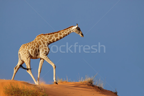 Giraffe on sand dune Stock photo © EcoPic