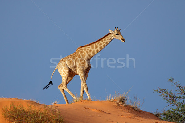 Girafe dune de sable marche désert Afrique du Sud nature [[stock_photo]] © EcoPic