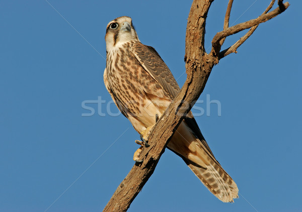 Falcon branche Afrique du Sud arbre yeux regarder [[stock_photo]] © EcoPic