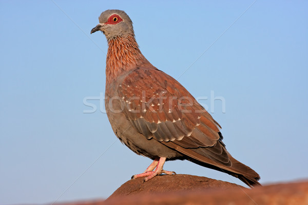 Rock pigeon Stock photo © EcoPic