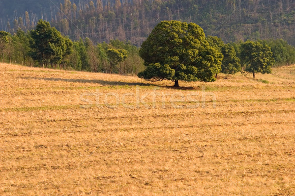 Vidéki táj fák Dél-Afrika természet fény növények Stock fotó © EcoPic