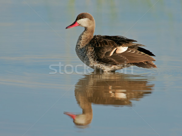 Red-billed teal Stock photo © EcoPic