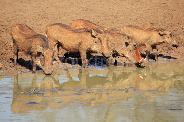 Warthogs drinking Stock photo © EcoPic