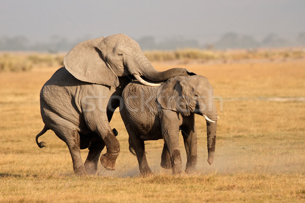 Mating African elephants Stock photo © EcoPic