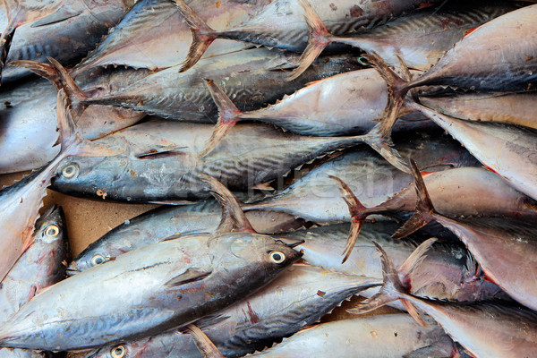 Fishes on fish market Stock photo © EcoPic