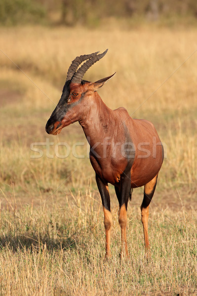 Topi antelope Stock photo © EcoPic