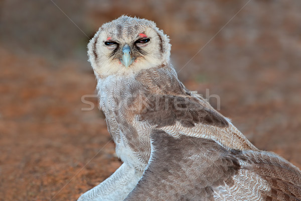 Géant jeunes séance ouvrir ailes Afrique du Sud [[stock_photo]] © EcoPic