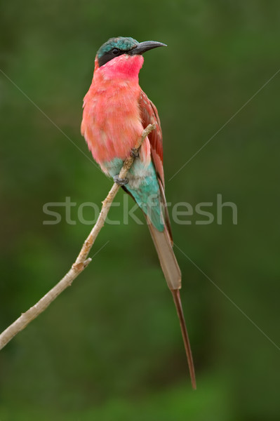 Carmine bee-eater Stock photo © EcoPic