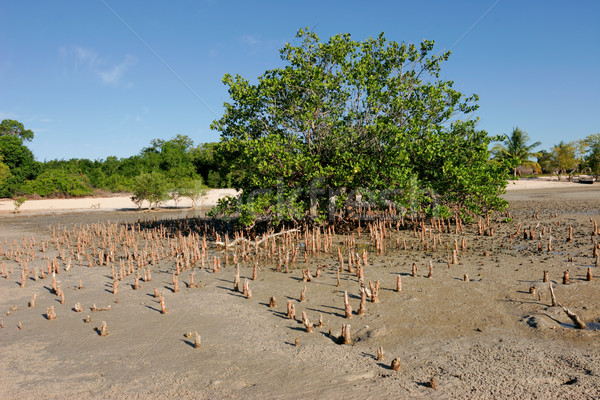 Mangrove tree Stock photo © EcoPic