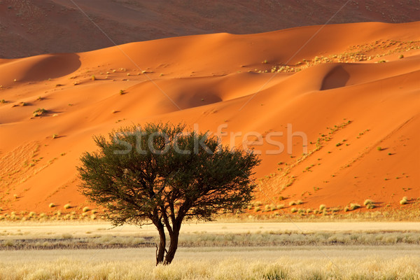 Tree, dune and grass landscape Stock photo © EcoPic