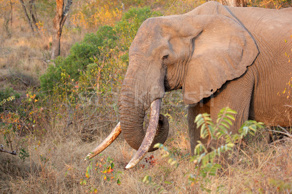 African elephant tusker Stock photo © EcoPic