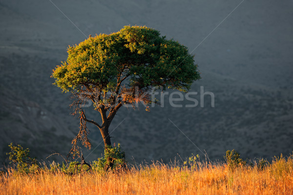 African landscape Stock photo © EcoPic