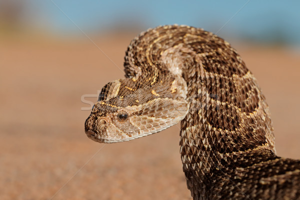 Defensive puff adder Stock photo © EcoPic