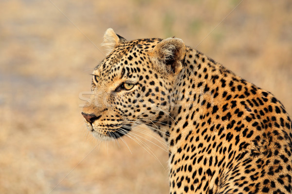 Leopard portrait Stock photo © EcoPic