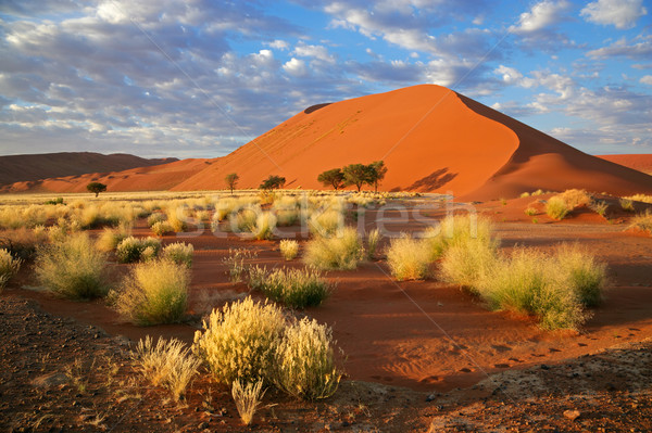 Grass, dune and sky Stock photo © EcoPic