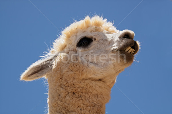 Alpaca retrato especies cara Foto stock © EcoPic