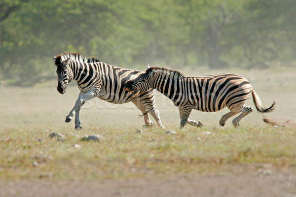 Zebry dwa parku Namibia Zdjęcia stock © EcoPic