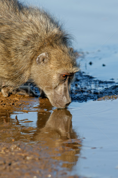 бабуин питьевой питьевая вода парка ЮАР волос Сток-фото © EcoPic
