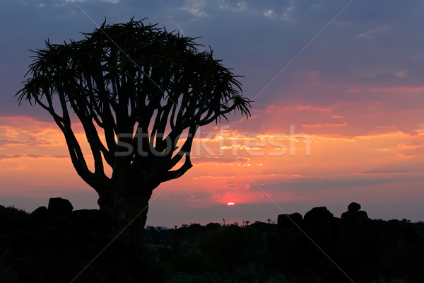 Desert sunset Stock photo © EcoPic