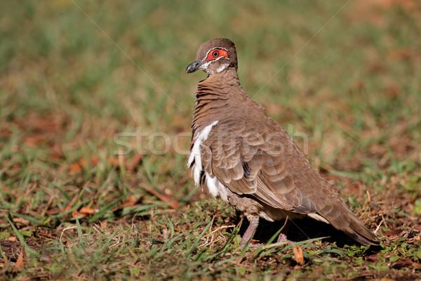 Partridge pigeon Stock photo © EcoPic