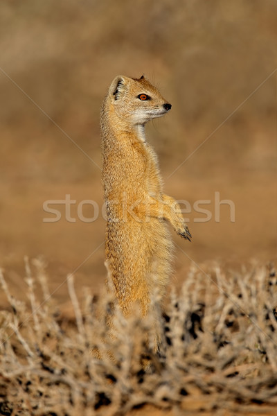 Yellow mongoose Stock photo © EcoPic