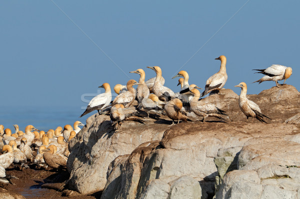 ストックフォト: コロニー · 繁殖 · 鳥 · 島 · 南アフリカ · 自然