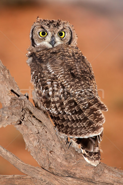 Spotted eagle-owl Stock photo © EcoPic