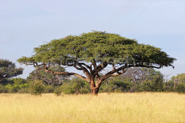 African Acacia tree Stock photo © EcoPic