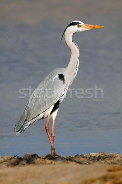 Grey heron Stock photo © EcoPic