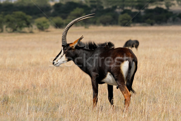 Rare Niger Sudafrica erba africa animale Foto d'archivio © EcoPic