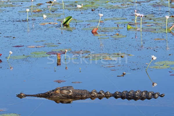 Saltwater crocodile Stock photo © EcoPic