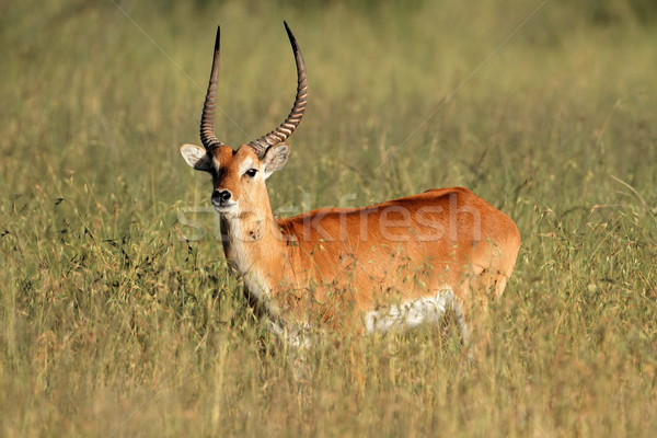 Red lechwe antelope Stock photo © EcoPic