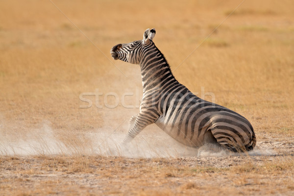 Ebenen Zebra Staub Park Kenia Afrika Stock foto © EcoPic