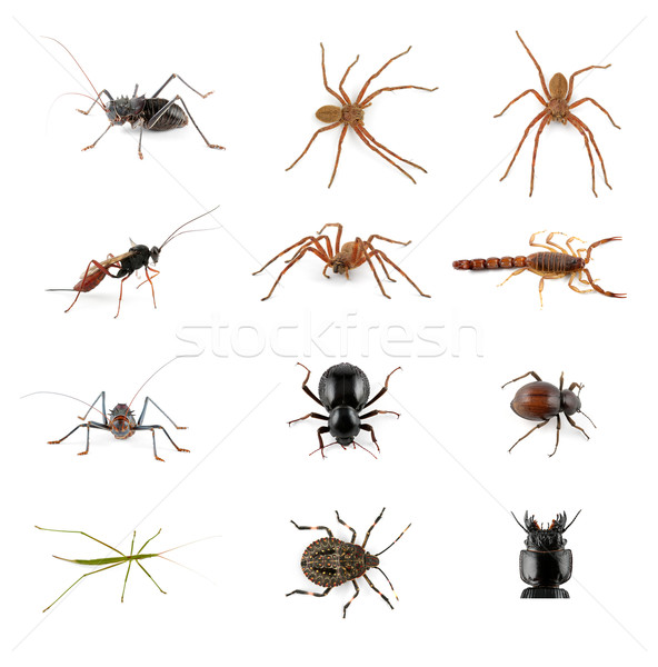 Wirbellosen Sammlung african Wirbellose Insekten Spinnen Stock foto © EcoPic