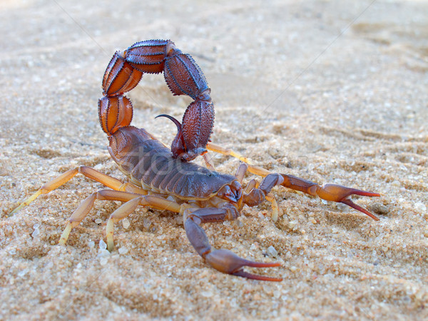 Aggressive scorpion Stock photo © EcoPic