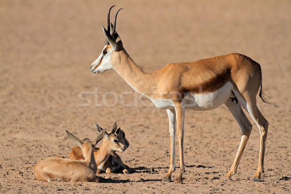 Pequeno deserto África do Sul mãe animal cordeiro Foto stock © EcoPic