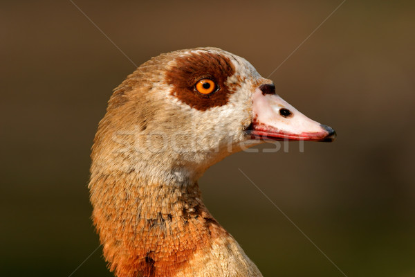 Foto stock: Egipcio · ganso · retrato · Sudáfrica · cara · pato