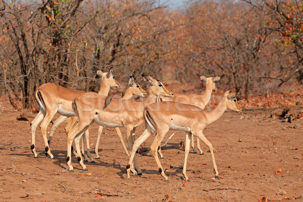  Impala antelopes Stock photo © EcoPic