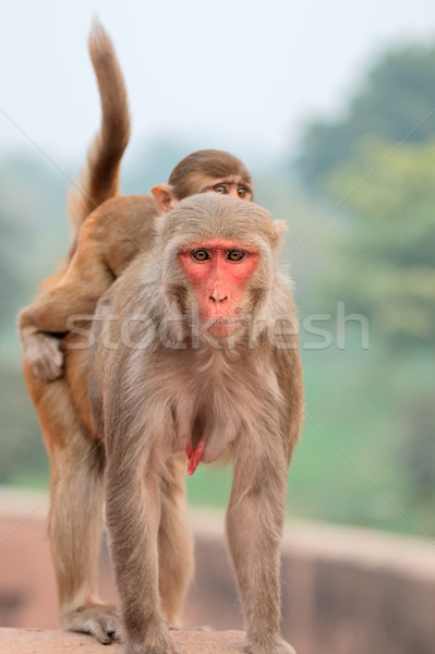 Rhesus macaque monkeys Stock photo © EcoPic