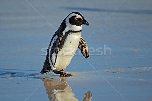 African penguin Stock photo © EcoPic