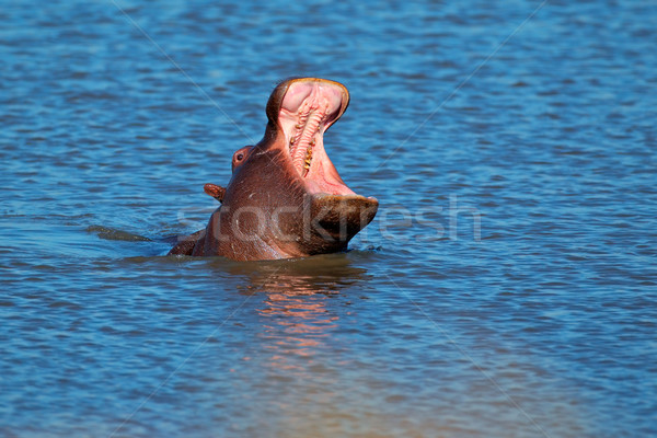 Hippopotamus yawning Stock photo © EcoPic