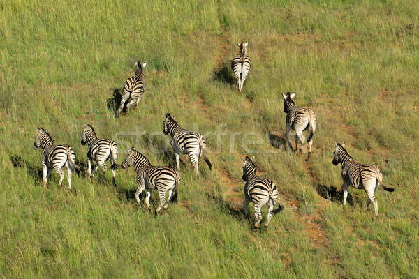 Zebra's luchtfoto South Africa park patroon Stockfoto © EcoPic